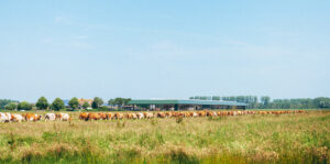biologisch - dynamische boerderij met dagbesteding: Fleckvieh koeien grazen in het weiland rondom de boerderij