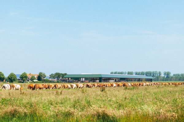 biologisch - dynamische boerderij met dagbesteding: Fleckvieh koeien grazen in het weiland rondom de boerderij